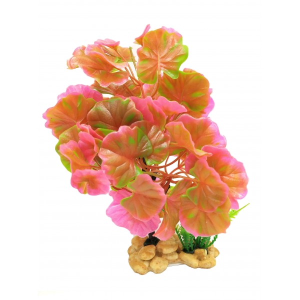 ΔΙΑΚΟΣΜΗΤΙΚΟ ΦΥΤΟ ΕΝΥΔΡΕΙΟΥ